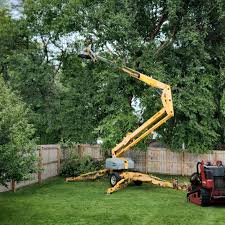 Best Lawn Disease Treatment  in Frankfort, IL