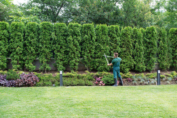 Best Palm Tree Trimming  in Frankfort, IL