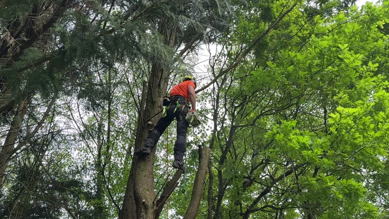 How Our Tree Care Process Works  in  Frankfort, IL