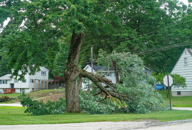 Best Tree Maintenance Programs  in Frankfort, IL